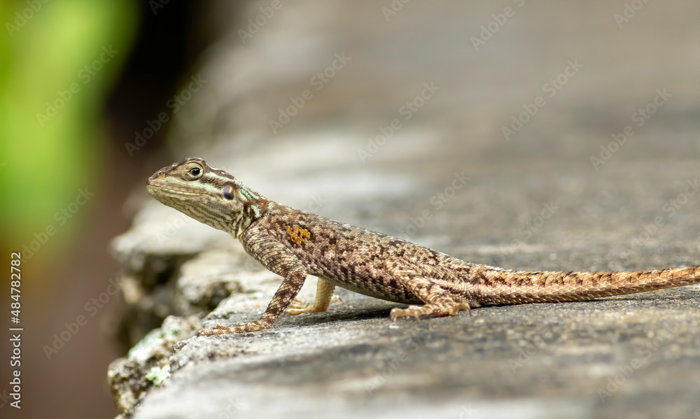 Juvenile Red-headed Agama lizard sits on a oolite wall Juvenile Red-headed Agama lizard sits on a oolite wall