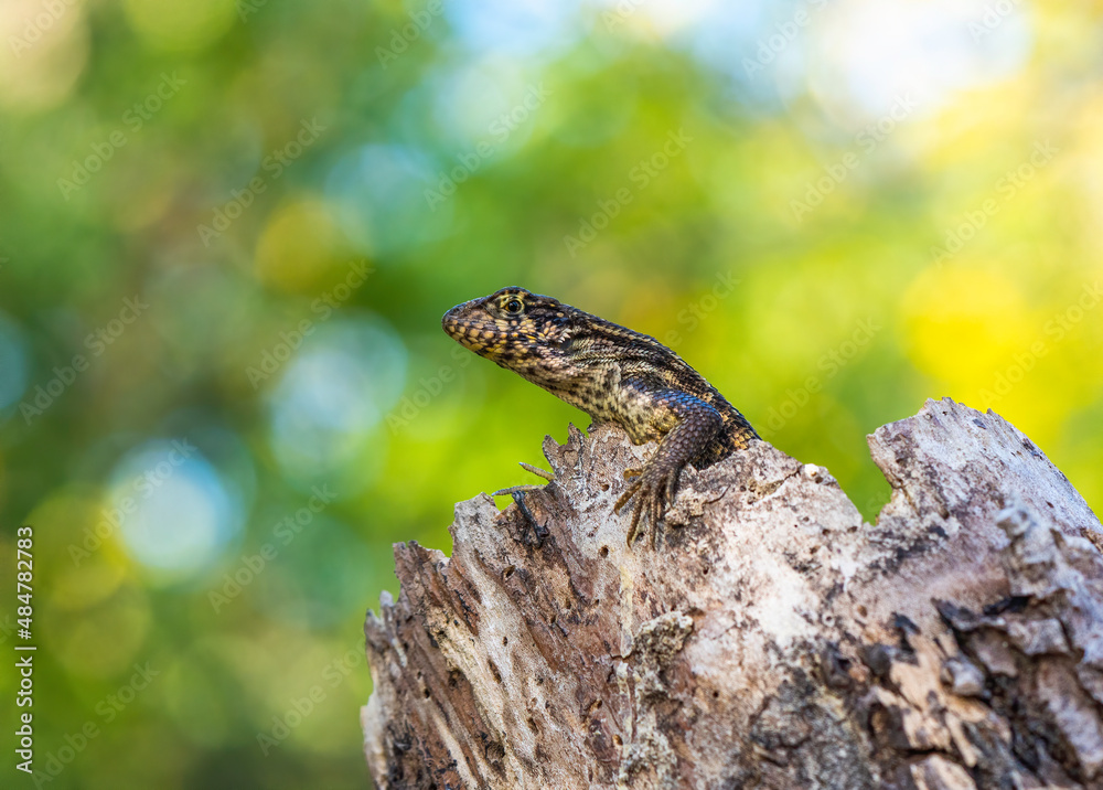 A Jamaican Curly-tailed lizard peeps from its tree stump home A Jamaican Curly-tailed lizard peeps from its tree stump home
