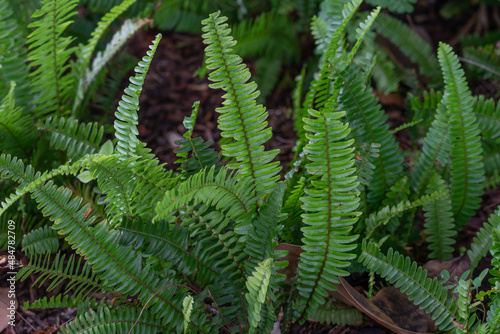 Nephrolepis cordifolia  is a fern native to northern Australia and Asia. It has many common names including fishbone fern  tuberous sword fern  tuber ladder fern  erect sword fern  narrow sword fern a