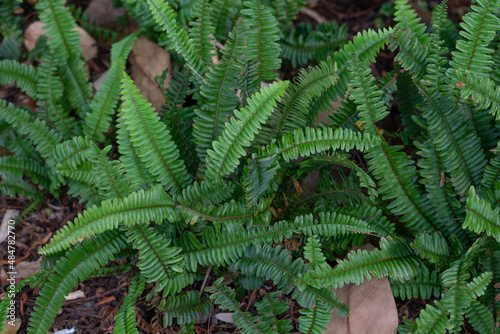 Nephrolepis cordifolia  is a fern native to northern Australia and Asia. It has many common names including fishbone fern  tuberous sword fern  tuber ladder fern  erect sword fern  narrow sword fern a