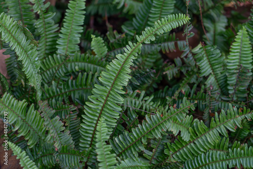 Nephrolepis cordifolia  is a fern native to northern Australia and Asia. It has many common names including fishbone fern  tuberous sword fern  tuber ladder fern  erect sword fern  narrow sword fern a