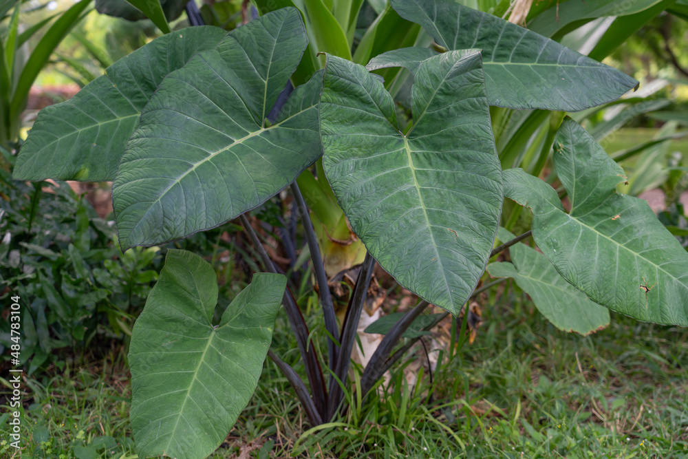 Alocasia is a genus of broad-leaved, rhizomatous, or tuberous perennial flowering plants from the family Araceae. There are 97 accepted species native to tropical and subtropical Asia and Eastern Aust