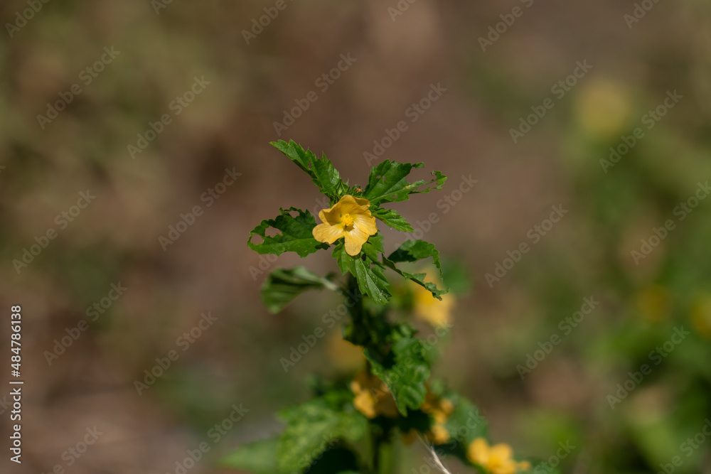 Malvastrum coromandelianum, also known as threelobe false mallow, is an annual or perennial herb or shrub native to North and South America. It has been introduced to many other areas of the world inc Malvastrum coromandelianum, also known as threelobe false mallow, is an annual or perennial herb or shrub native to North and South America. It has been introduced to many other areas of the world inc