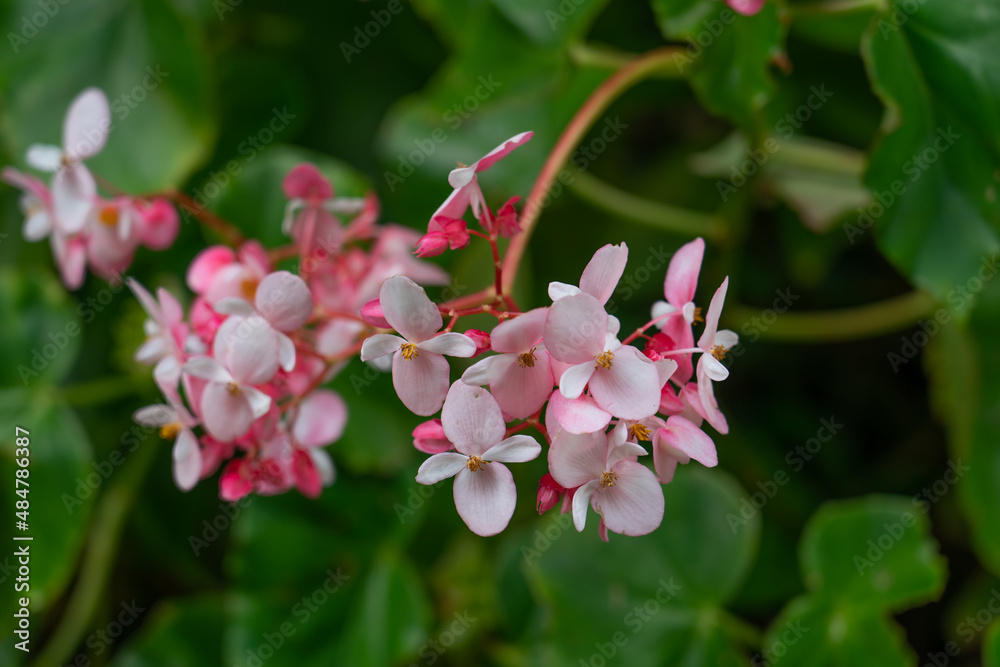 Begonia grandis, the hardy begonia, is a species of flowering plant in the family Begoniaceae. This herbaceous perennial has alternate, simple leaves on arching stems. The flowers are pink or white,
Begonia grandis, the hardy begonia, is a species of flowering plant in the family Begoniaceae. This herbaceous perennial has alternate, simple leaves on arching stems. The flowers are pink or white,