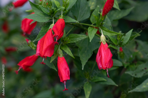 Malvaviscus is a genus of flowering plants in the mallow family, Malvaceae. Common names for species in this genus include Turk's cap mallow, wax mallow, sleeping hibiscus, and mazapan.