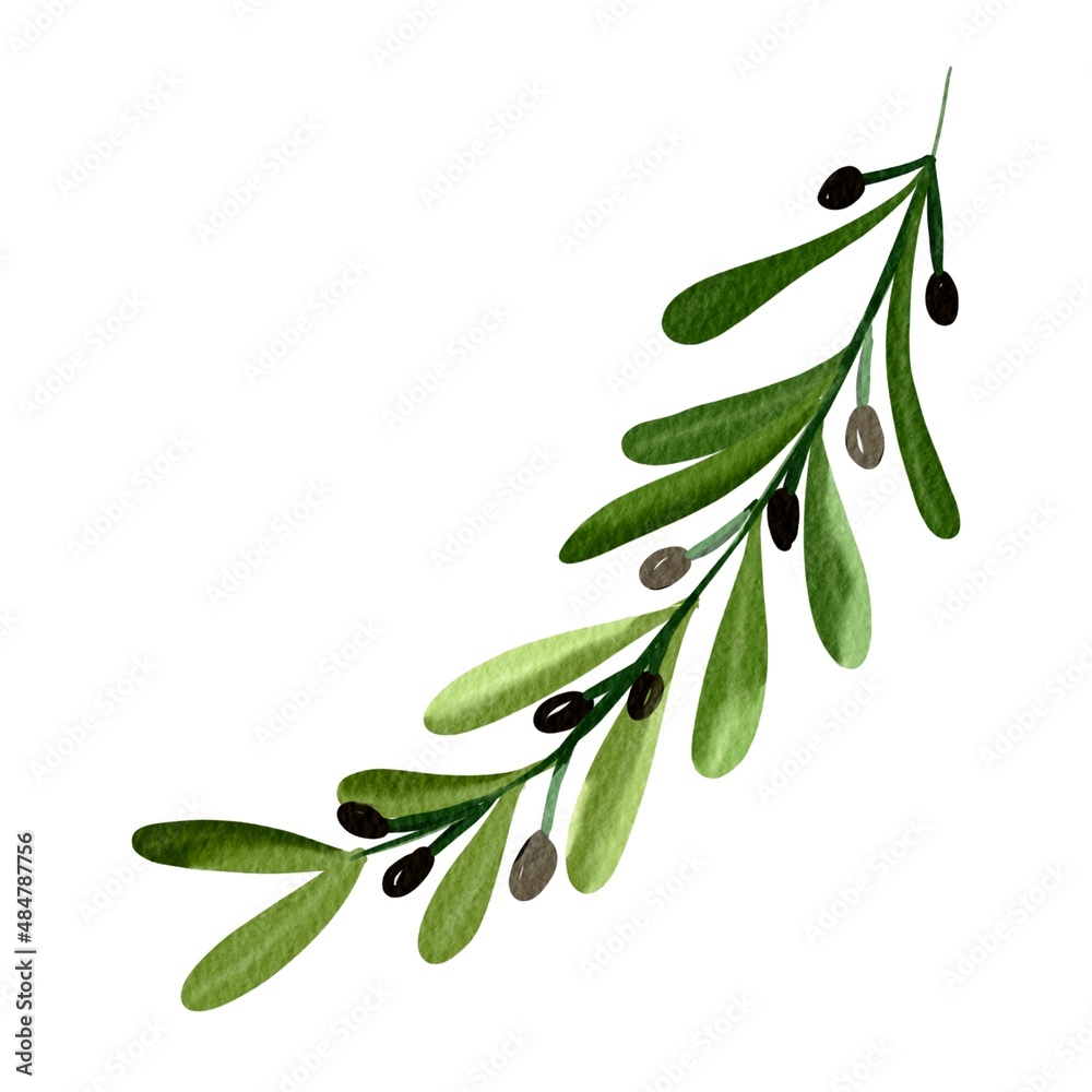 branch with leaves on white background. branch with leaves on white background.