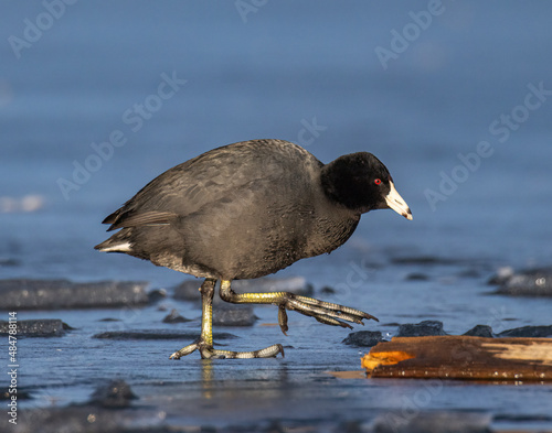 American coot (Fulica americana) walking on ice Colorado, USA