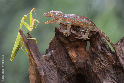 A young tokay gecko preys on a praying mantis on dry wood. This reptile has the scientific name Gekko gecko.  photo