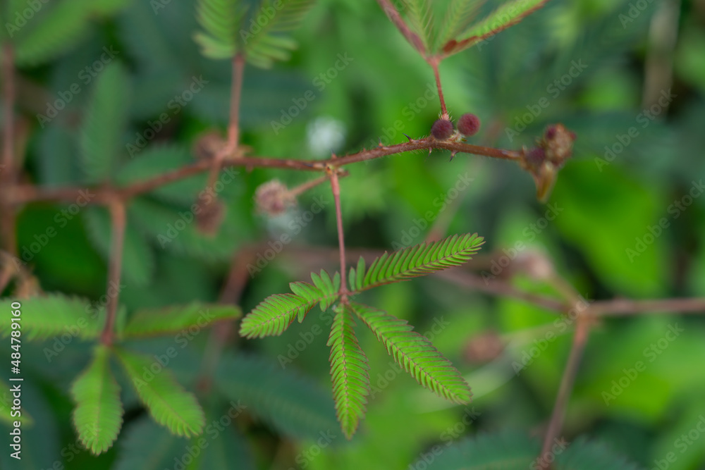 Mimosa pudica also called sensitive plant, sleepy plant, action plant, touch-me-not, shameplant. Hoomaluhia Botanical Garden
Mimosa pudica also called sensitive plant, sleepy plant, action plant, touch-me-not, shameplant. Hoomaluhia Botanical Garden