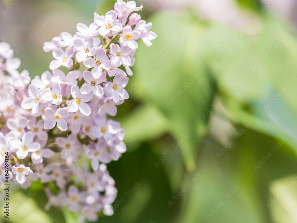 Pink Blooming Lilac Flowers in spring with blured background Pink Blooming Lilac Flowers in spring with blured background