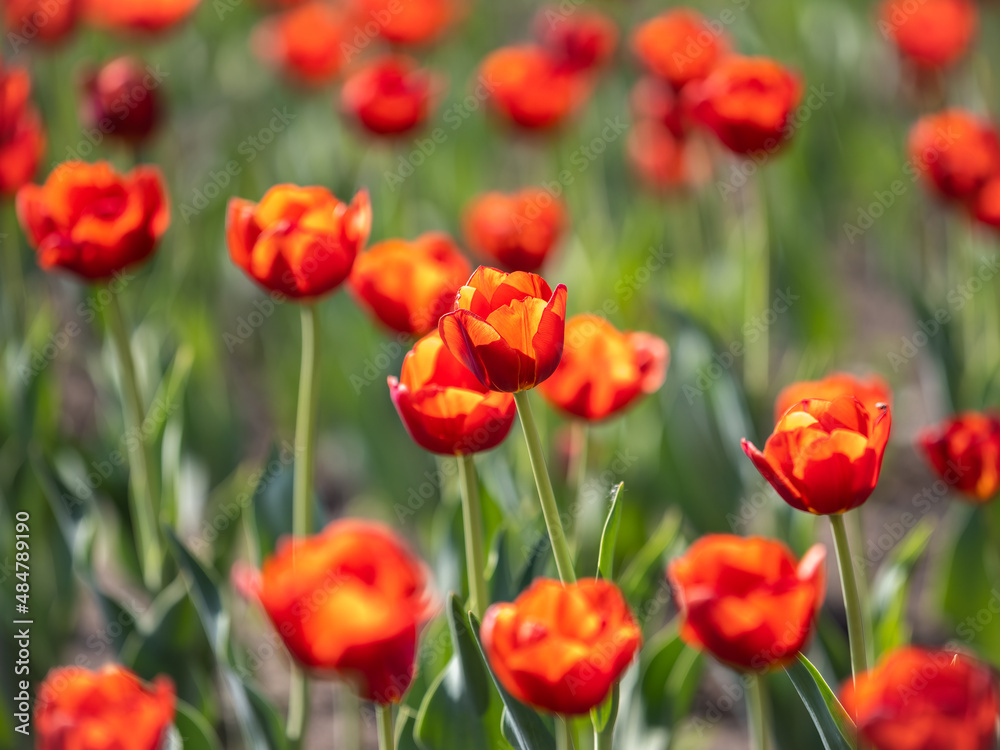 Colorful red tulips blossom in spring garden Colorful red tulips blossom in spring garden