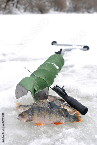 Fototapeta Naklejka Na Ścianę i Meble -  Winter perch fishing on the river, catch.