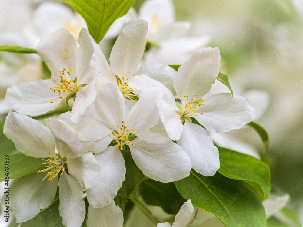 White blossoming apple trees. White apple tree flowers White blossoming apple trees. White apple tree flowers