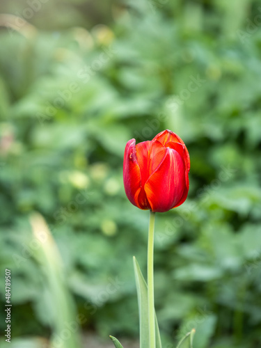 Colorful red tulips blossom in spring garden