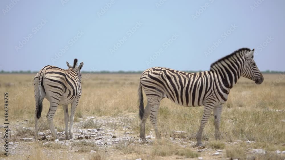 Zebra in the wild. Safari in Africa, African savannah. Wildlife, animals.