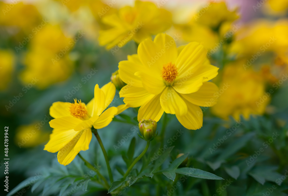 Natural background of Cosmos sulphureus, yellow cosmos flowers blooming in the tropical garden for background. Natural background of Cosmos sulphureus, yellow cosmos flowers blooming in the tropical garden for background.