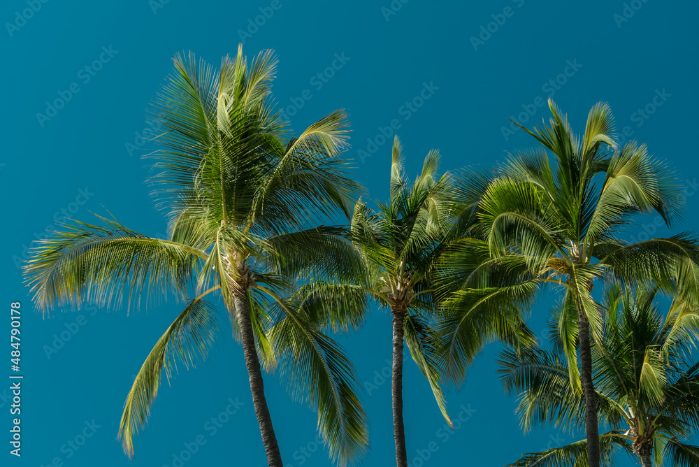 Palm tree， Magic Island, Ala Moana Regional Park, HONOLULU Oahu Hawaii
