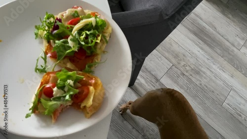 French Bulldog Reaching Food On The Plate At The Table. - high angle photo