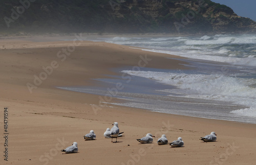 seagulls nestle on the sands of a secluded section of the Ninety Mile beach in Victoria.JPG