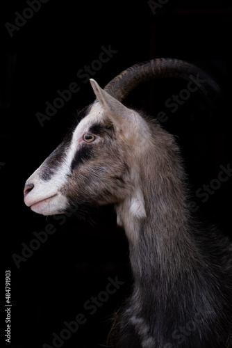 portrait of a gray Saanen goat on a black background. horned goat, magazine photo.