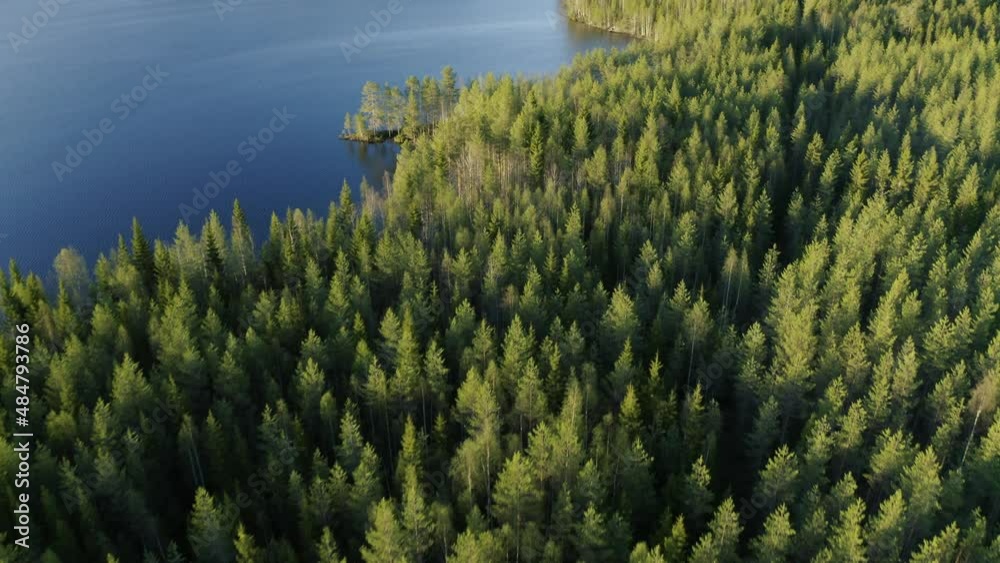 Green needle trees in a big forest next to the Baltic Sea on a sunny day in Finland. Drone dolley shot