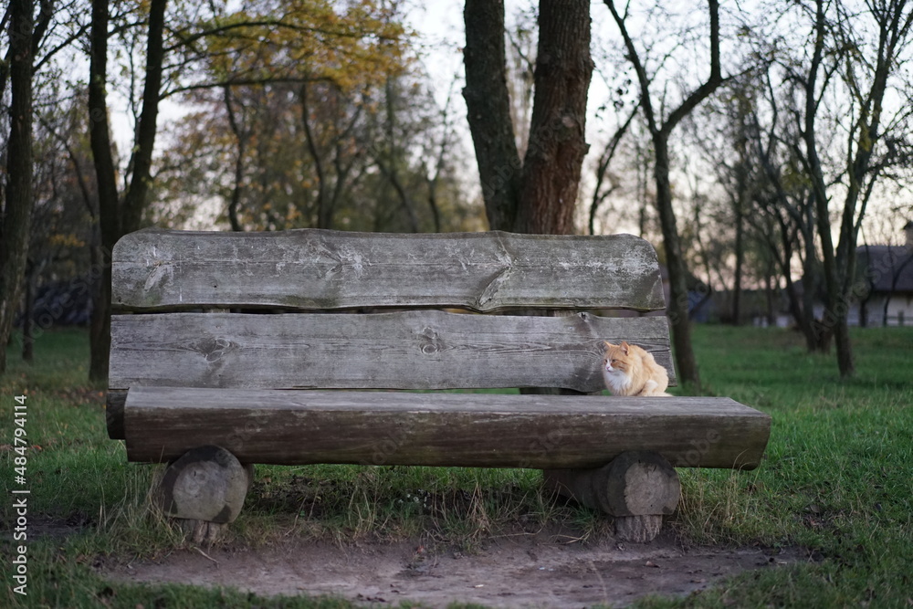 bench in the park