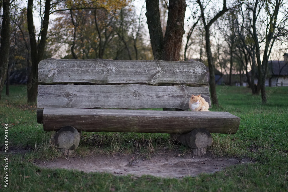 bench in the park bench in the park