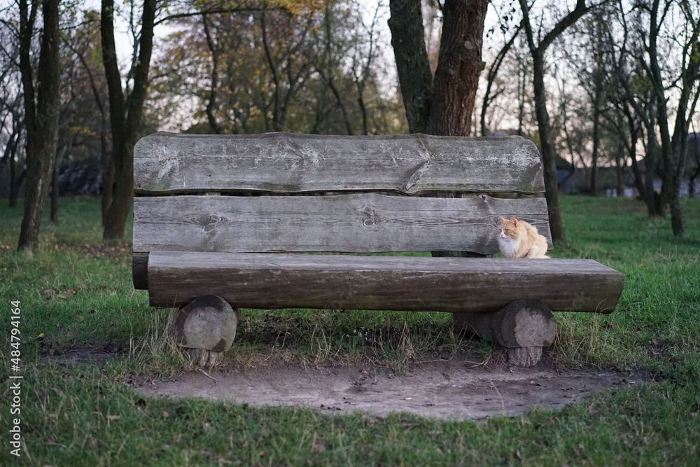 bench in the park bench in the park
