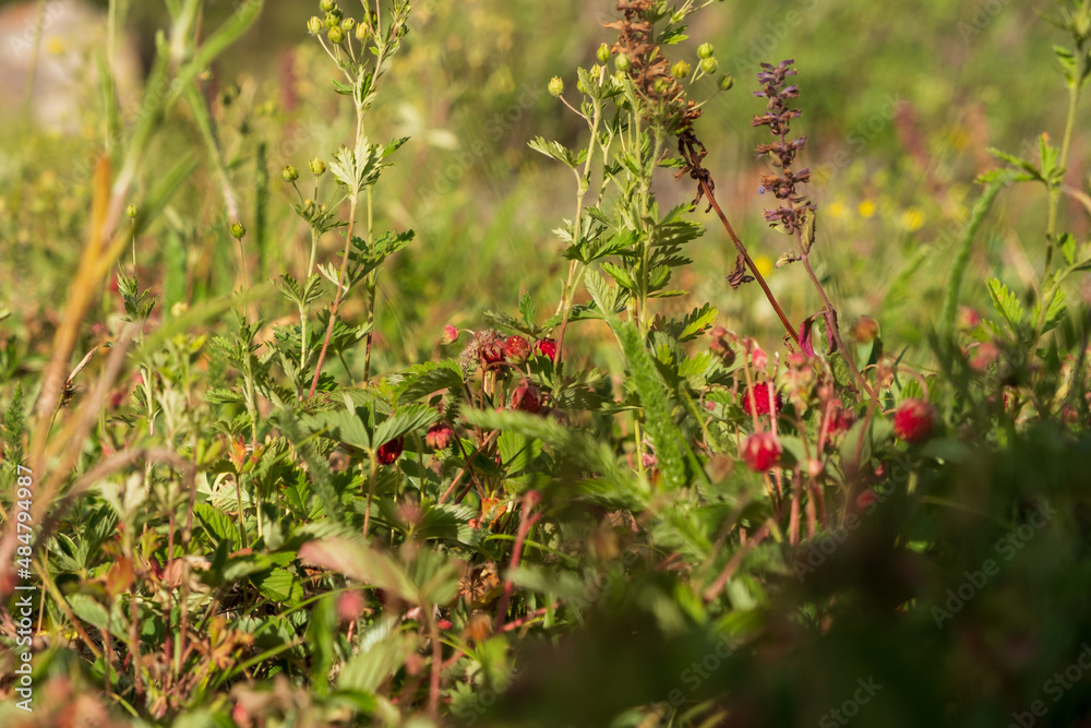 Wild strawberry in summer season. Nature concept. Wild strawberry in summer season. Nature concept.