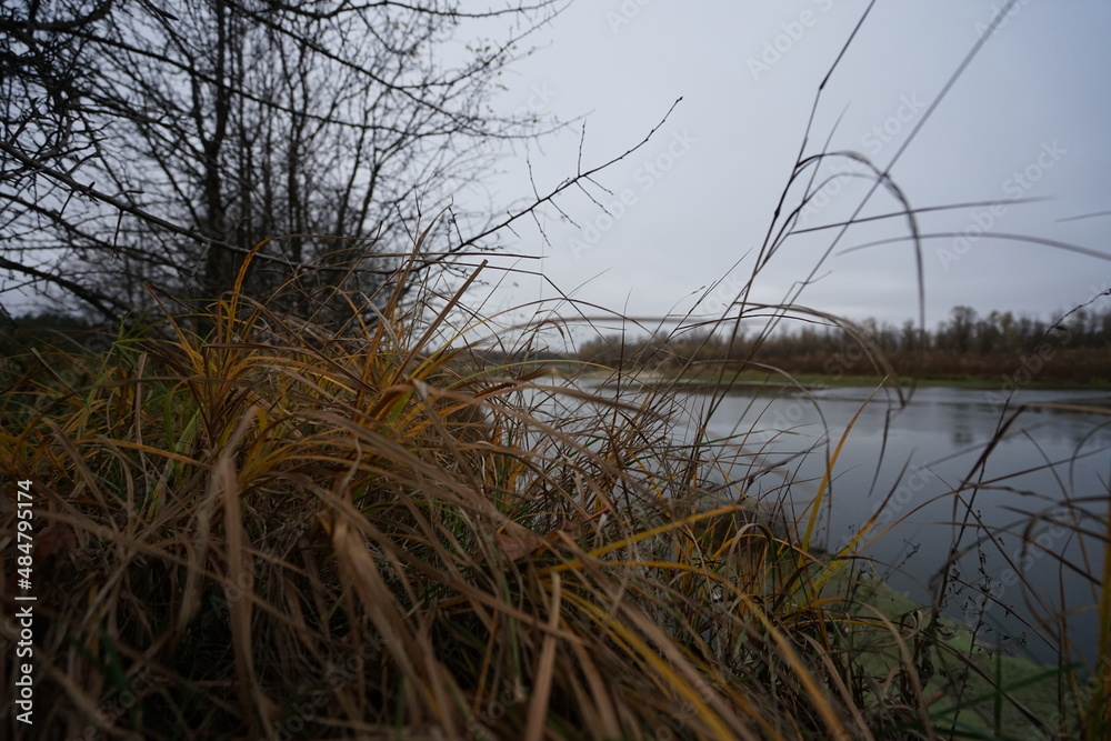 reeds in the water reeds in the water