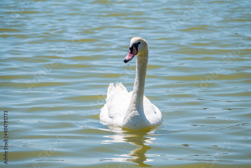 Graceful white Swan swimming in the lake, swans in the wild. Portrait of a white swan swimming on a lake.