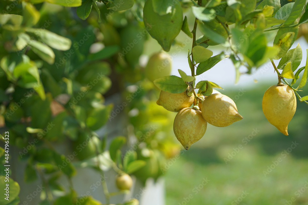 Ripe lemons hanging between the leaves on the branches of the tree. Ripe lemons hanging between the leaves on the branches of the tree.