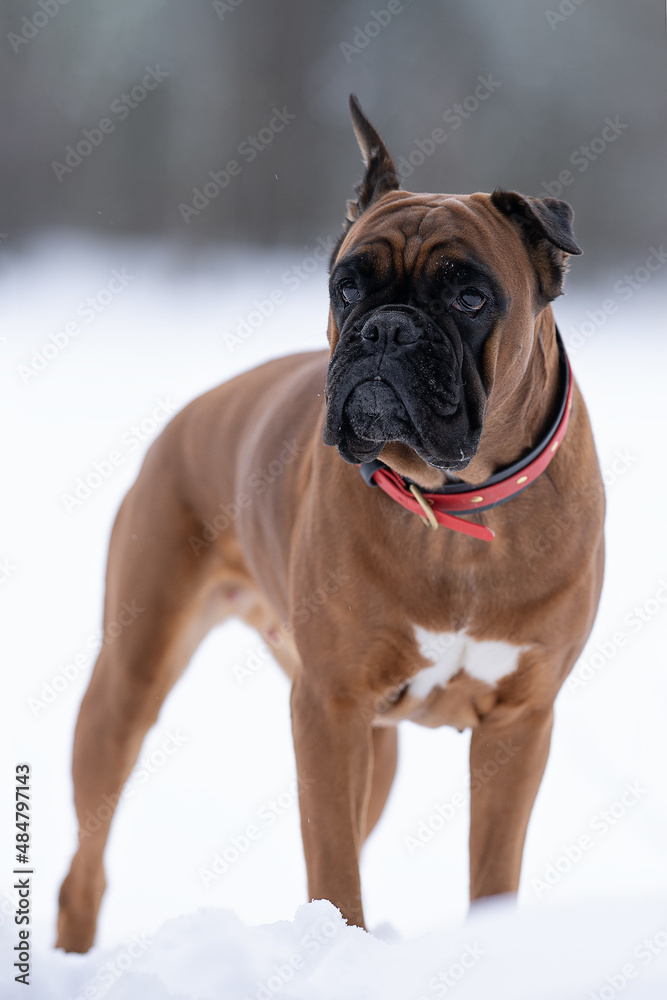 portrait of a German boxer breed dog in a winter park close-up front view portrait of a German boxer breed dog in a winter park close-up front view