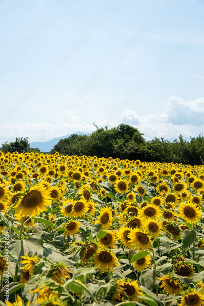 Obraz premium 奥多摩 ひまわり畑