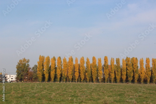 秋のポプラ並木