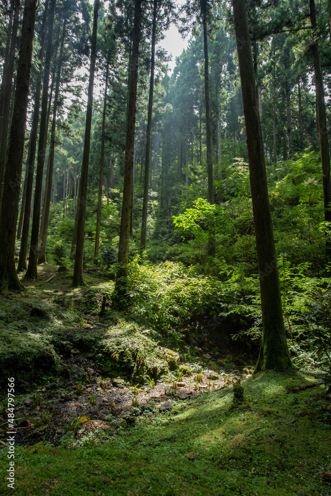 Obraz premium 茨城県 花園神社