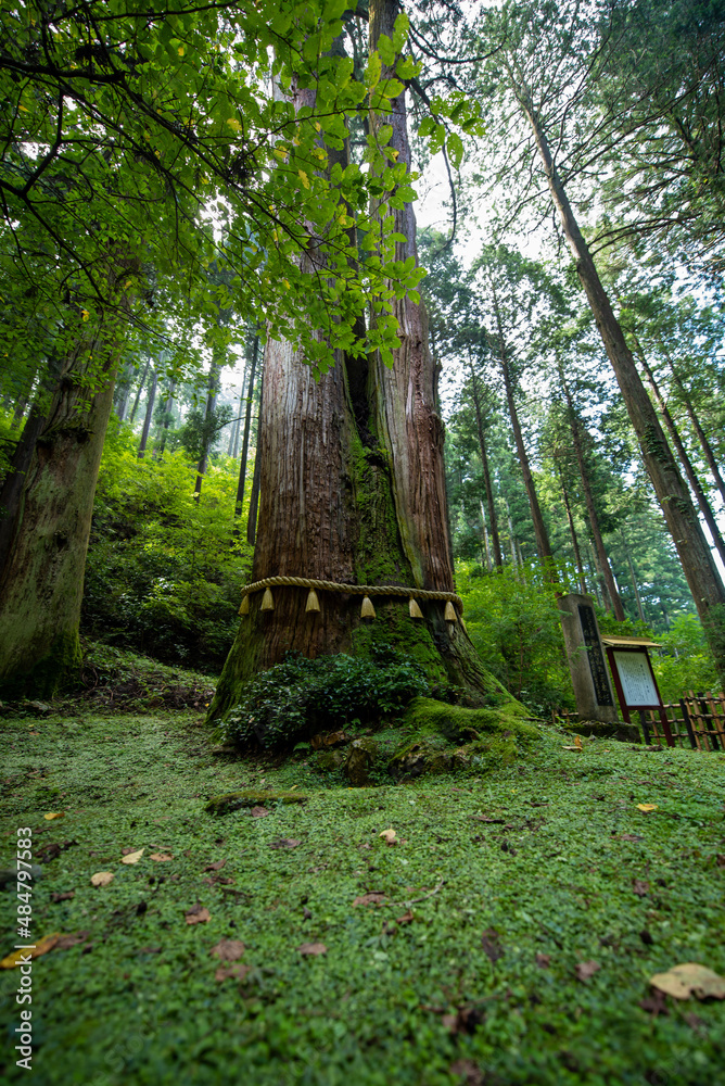 茨城県花園神社の御神木 茨城県花園神社の御神木