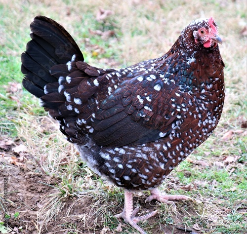 Canvas Print chicken in the grass