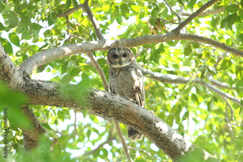 owl on tree