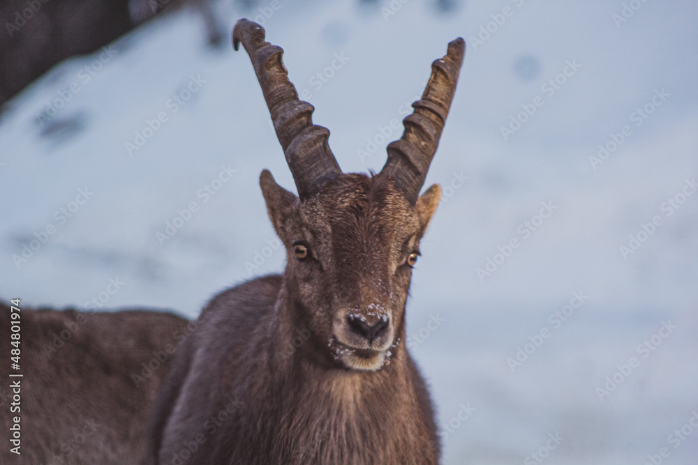 goat in snow goat in snow