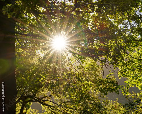 Sunburst through the beech tree canopy  Nelson Lakes National Park  south island  New Zealand
