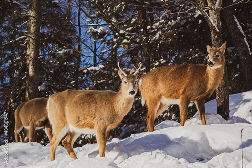 deers in snow