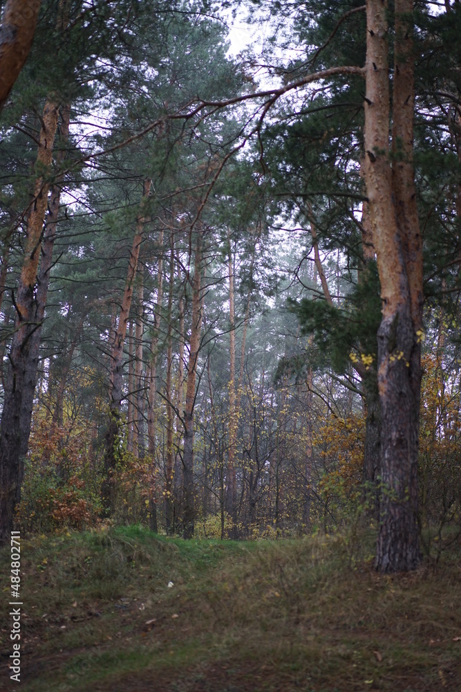 Fototapeta premium forest in autumn