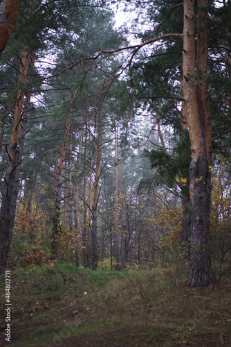 forest in autumn