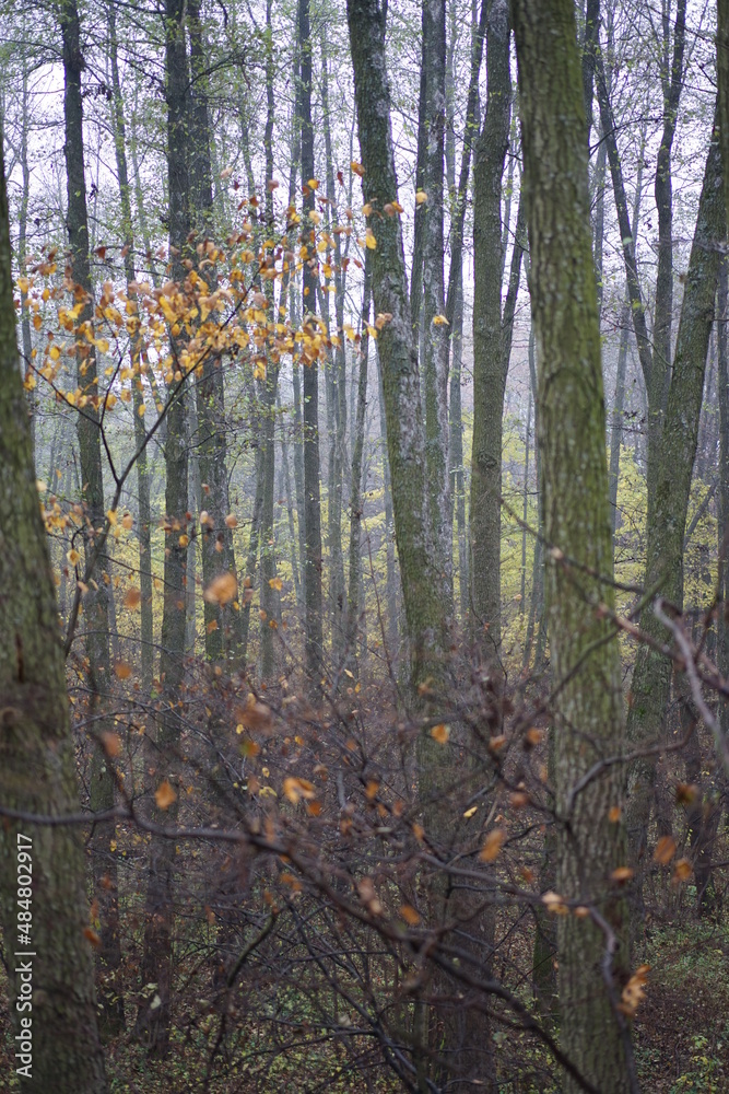 Fototapeta premium forest in the morning