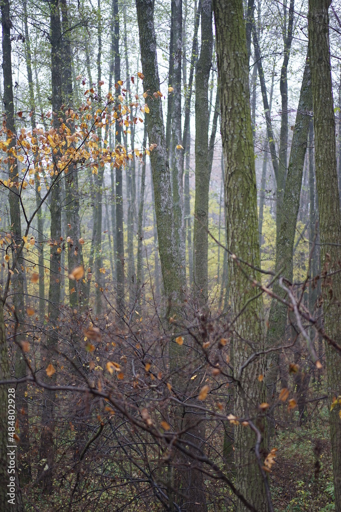 Fototapeta premium forest in the morning