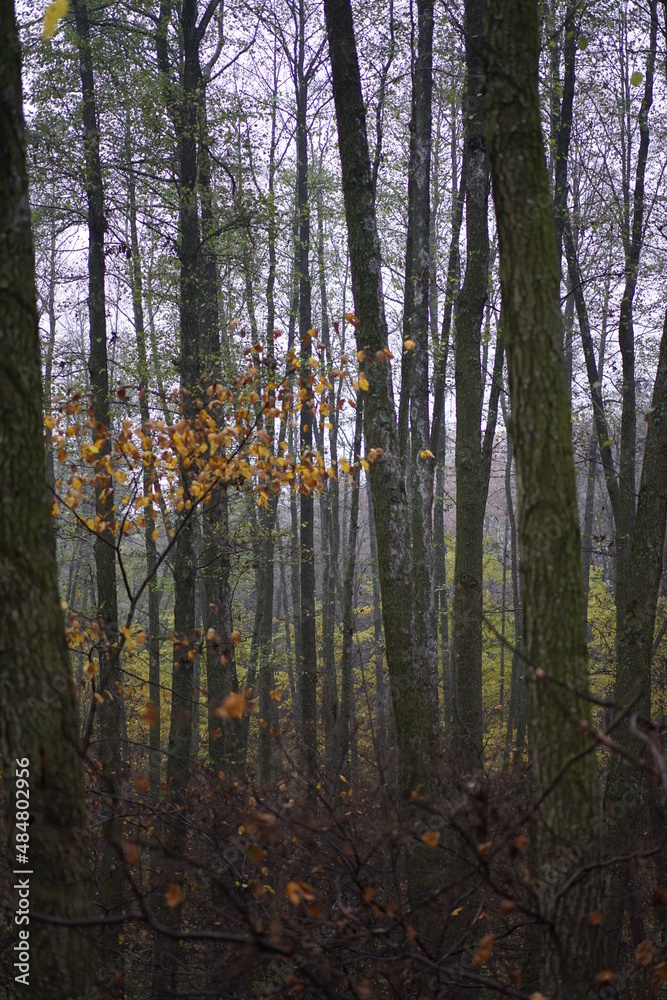 autumn forest in the morning autumn forest in the morning