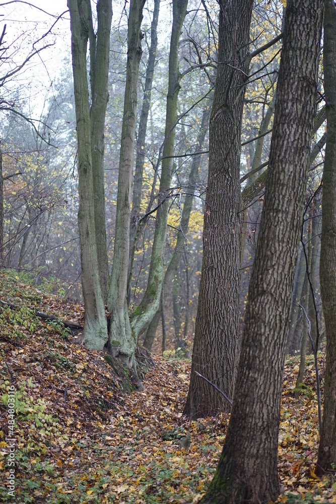 autumn in the forest autumn in the forest
