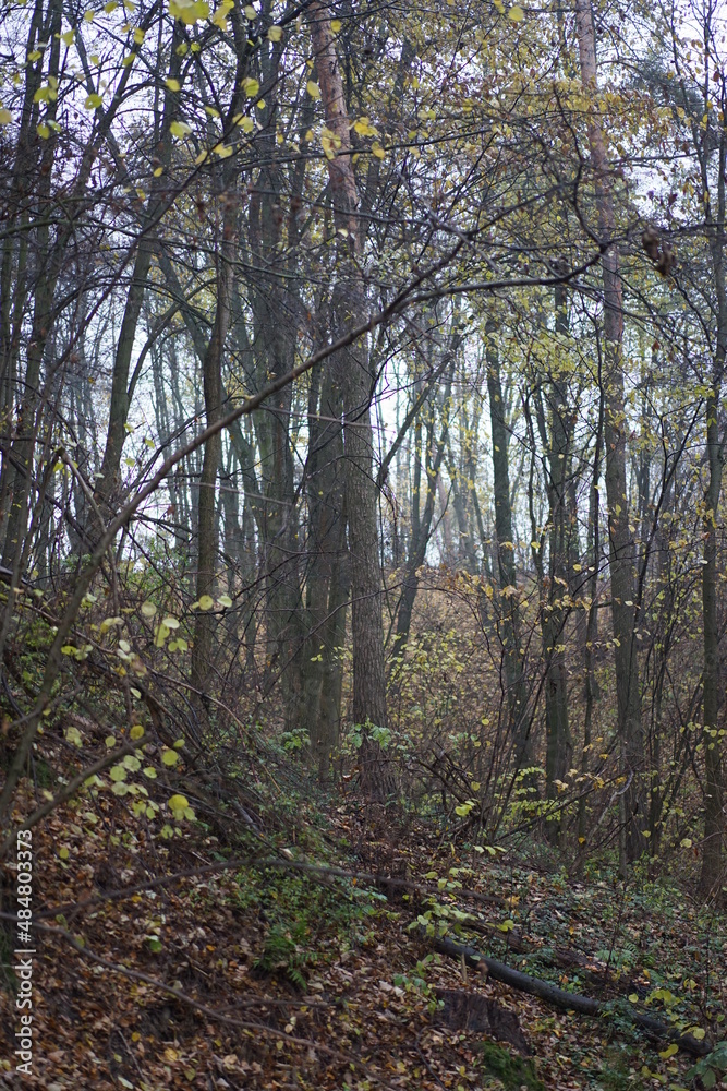 Obraz premium forest in autumn