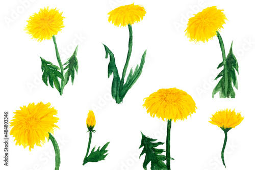 Watercolor drawing of yellow dandelion flowers set on white background. Taraxacum officinale, blowball aquarell painting of dandelion plants.